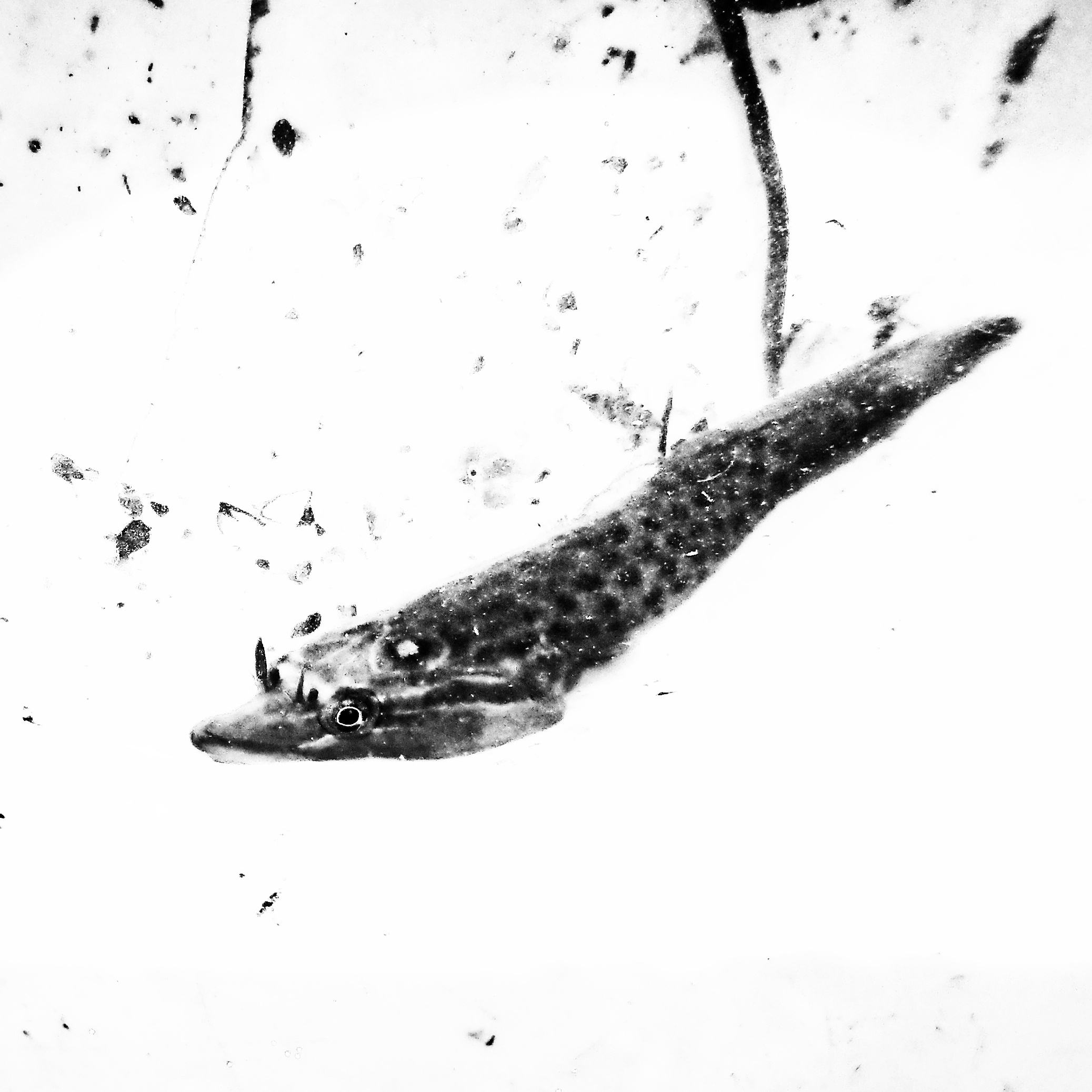 Porte écuelle de Gouan